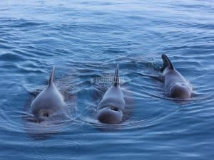 baleines dans le détroit de Gibraltar